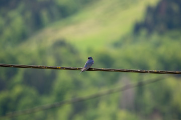 Barn swallow standing on electric cable