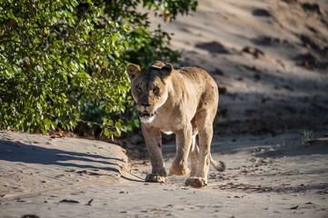 Obraz premium A Namibian desert lioness in the Huanib Valley reserve in Namibia