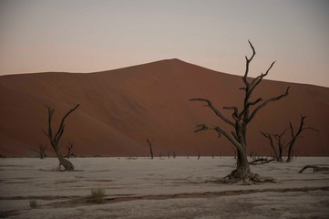 A fossilised tree in Deadvlei, Namibia