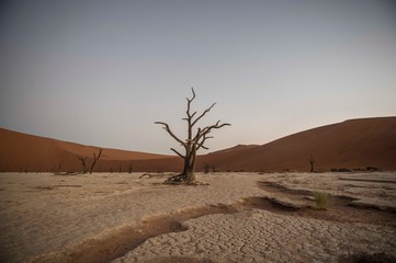 Fototapeta na wymiar A fossilised tree in Deadvlei, Namibia