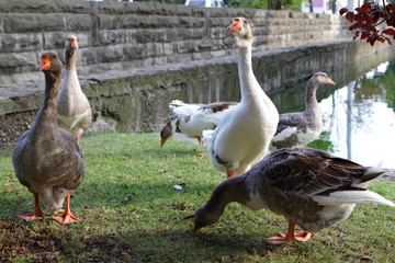 A flock of geese resting near the river. Poultry eat green grass on the shore of a pond. Adult birds play on the lawns in the park.