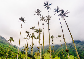 View on wax palm trees of Cocora Valley next to Salento, Colombia