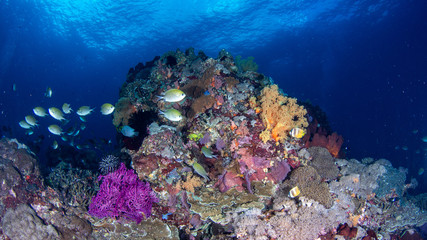 Plakat Tauchen im Korallenriff