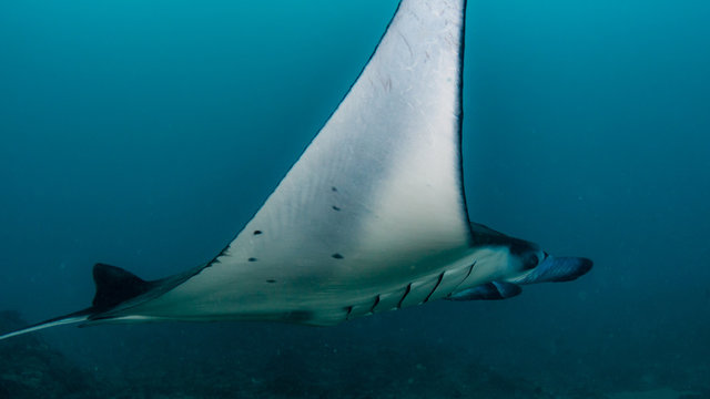 Mantarochen