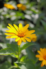 Summer flower Heleopsis (Heliopsis) closeup. Blossom plant with yellow petals. Flowerbed with beautiful flowers. Floral background with yellow daisy, side view