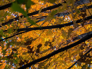 Autumn Leaves, Golden Fall Foliage, Full Frame