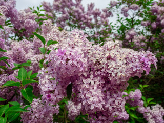 Fototapeta premium Lilac flowers.
