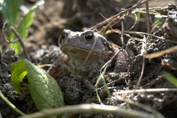 Eine Erdkröte, Bufo Bufo, auf Nahrungssuche. Die überaus nützlichen, wild lebenden Tiere fressen...