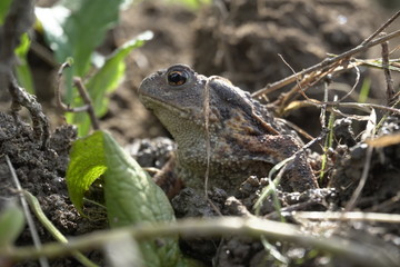 Eine Erdkröte, Bufo Bufo, auf Nahrungssuche. Die überaus nützlichen, wild lebenden Tiere fressen Schnecken und andere Schädlinge.