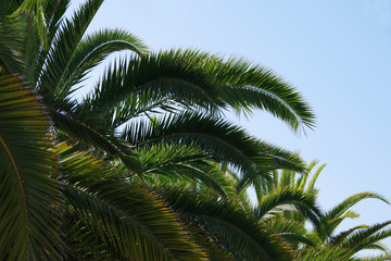 Close-up partial view of the crowns of coastal palm trees in Santa Barbara with blue sky behind