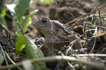 Eine Erdkröte, Bufo Bufo, auf Nahrungssuche. Die überaus nützlichen, wild lebenden Tiere fressen Schnecken und andere Schädlinge.