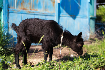 Black baby goat in green field.