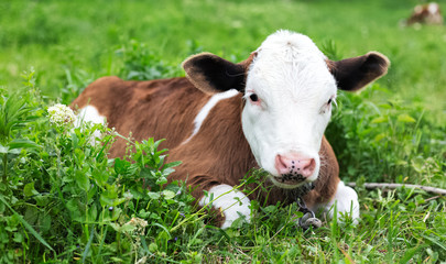 Cute calf lying in green grass of meadow.