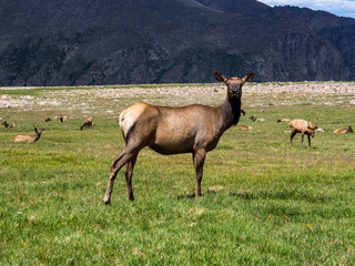 Elk in Rocky Mountain Meadow, Colorado