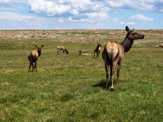 Naklejka na ściany i meble Elk in Rocky Mountain Meadow, Colorado