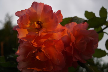 orange flower in the garden