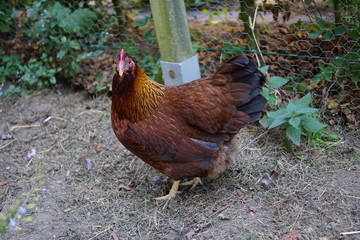 hen and chickens Welsumer