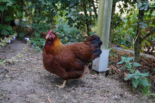 welsumer chicken