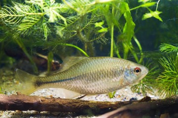 healthy active adult of European bitterling, Rhodeus amarus, little omnivore ornamental fish in a...