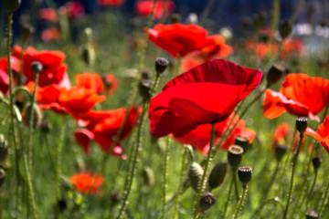Obraz premium red poppies in a field