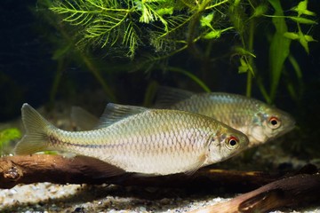 pair of European bitterling, Rhodeus amarus, ornamental adult fish show spawning behaviour in a...