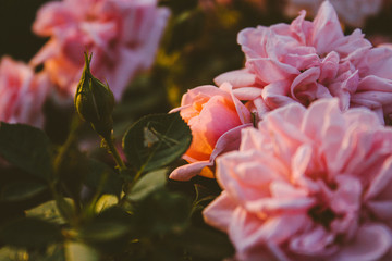 pink rose in the garden