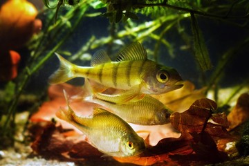 active predator European perch, Perca fluviatilis and omnivores European bitterling, Rhodeus...