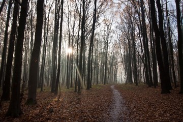 Obraz premium early sun rays get through tree branches on a beautiful misty autumn November morning, narrow tourist forest path in empty wood, bright yellow and orange fallen leaves