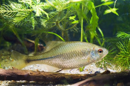 healthy active adult of European bitterling, Rhodeus amarus, little omnivore ornamental fish in a temperate freshwater biotope aquarium with driftwood, hornwort, potamogeton, watermilfoil plants