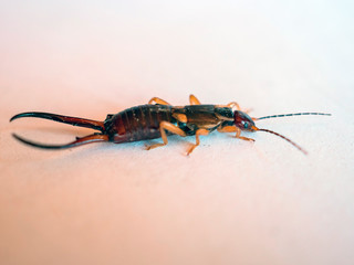 Common earwig or European earwig, Forficula auricularia against white background. Close up view
