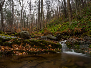 Dense Forest, Creek Flowing in Pool of Water