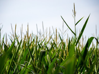 Cornfield Close Up, Tops of Stalks Against Sky