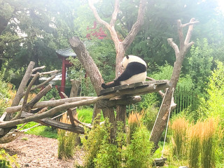 Very beautiful and cute panda bear walking in nature