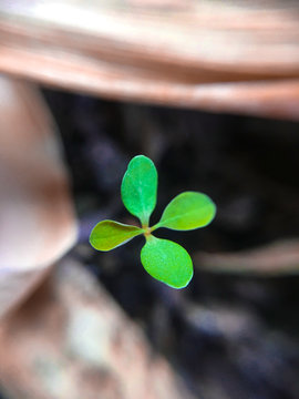 planta bicolor em foco com fundo de terra 