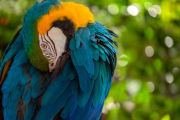 blue and yellow macaw