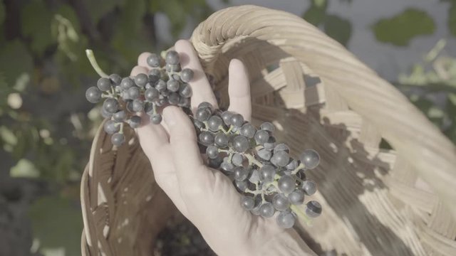 Woman picks grapes in a basket for making wine, slog video