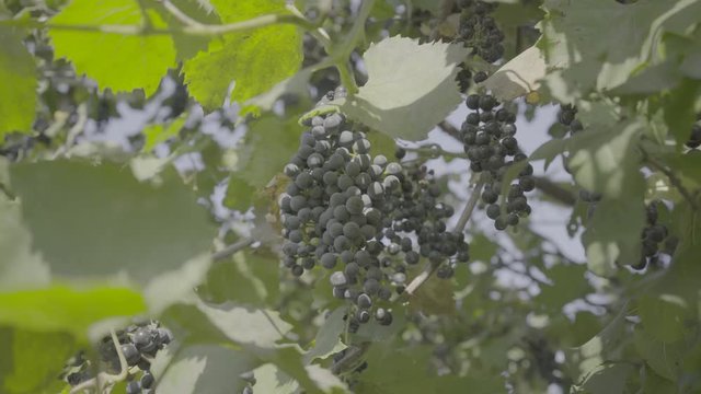 Woman picks grapes in a basket for making wine, slog video