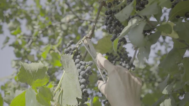 Woman picks grapes in a basket for making wine, slog video