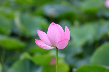 蓮　ピンク　自然　開花