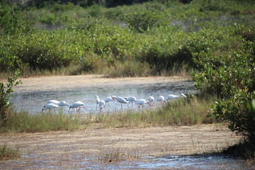 Feeding Ibises