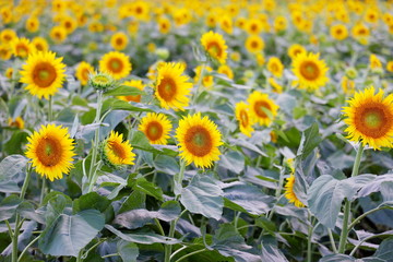 向日葵　ミツバチ　自然　花