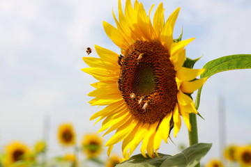 向日葵　ミツバチ　自然　花