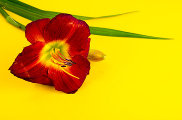 Naklejka premium Beautiful daylily flower on bright background, space for text.