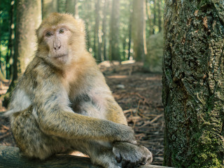 Naklejka na ściany i meble Portrait of Berber monkey with smooth sunlight in the forest 