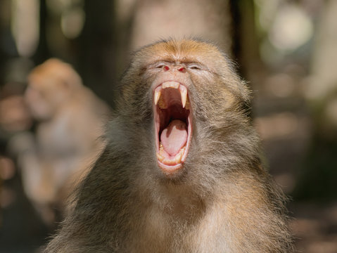 Berber monkey showing his big teeth