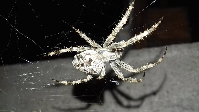 robal