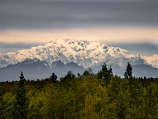 Denali Mountain Rising Out of Forest, Alaska