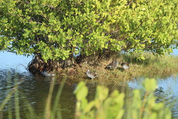 Moorhens under Mangrove