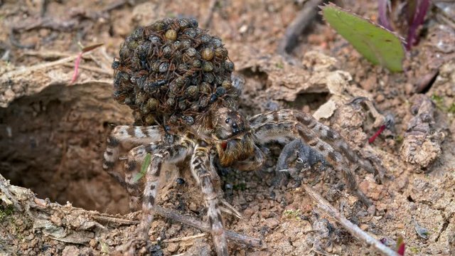 South Russian tarantula wolf spider (Lycosa singoriensis) mother with offspring