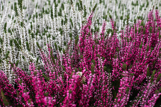 Young Heather bushes of differen shades of purple and white